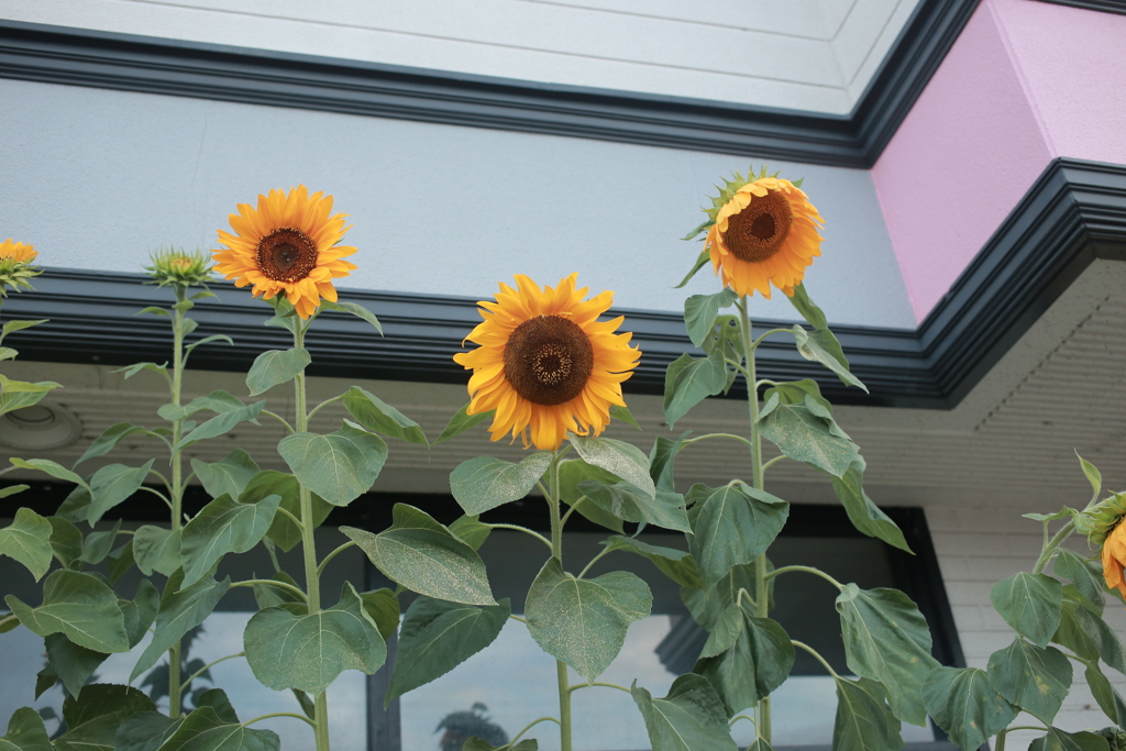 朝＠2020‐08‐10