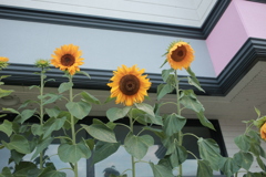 朝＠2020‐08‐10