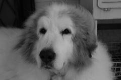 番犬してるココ様