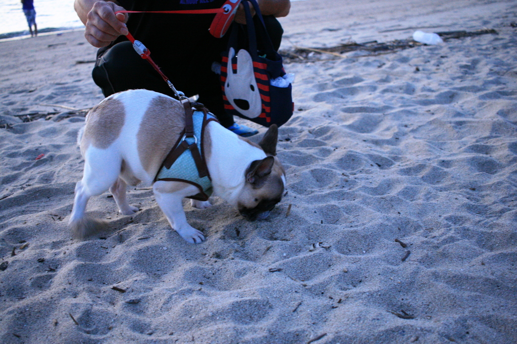 においが気になるプルちゃん