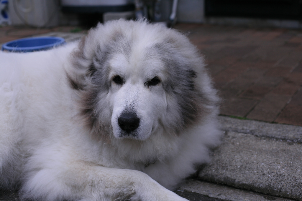 今日も元気なココ様