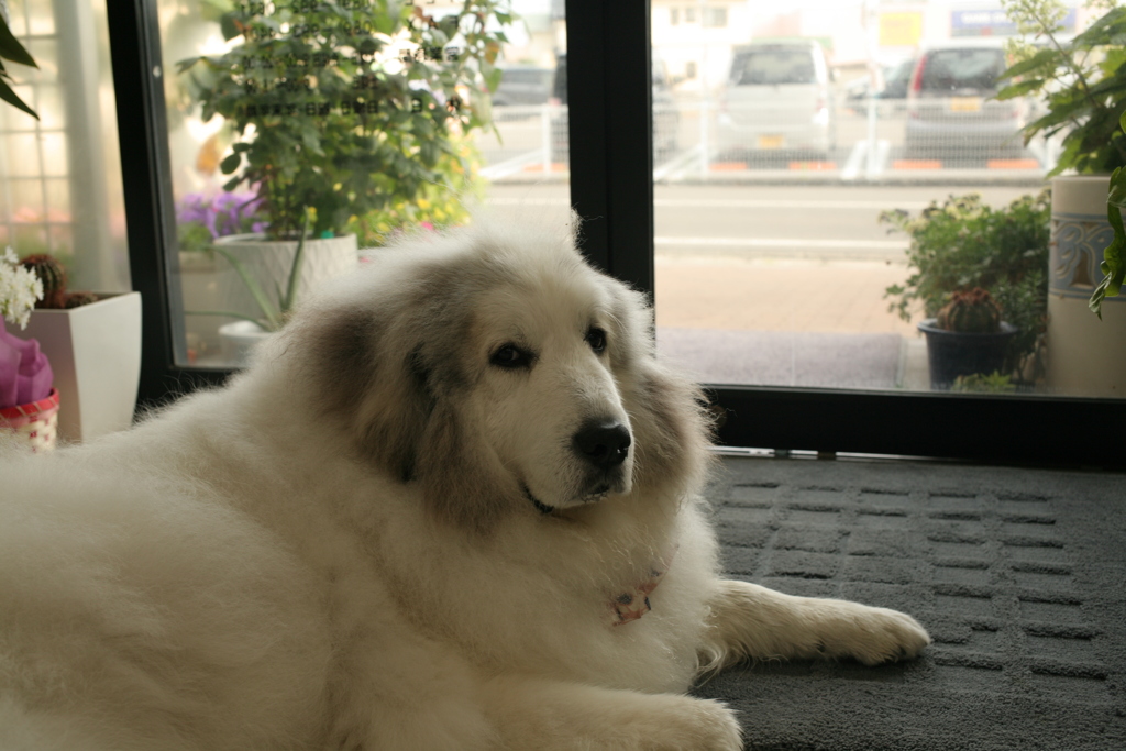 お店番してるココさん