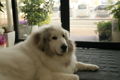 お店番してるココさん