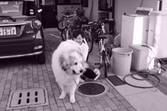 @2018-03-27  モノクロ