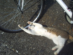 朝＠2020‐07‐18