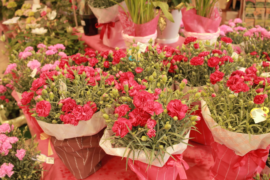 カーネーション