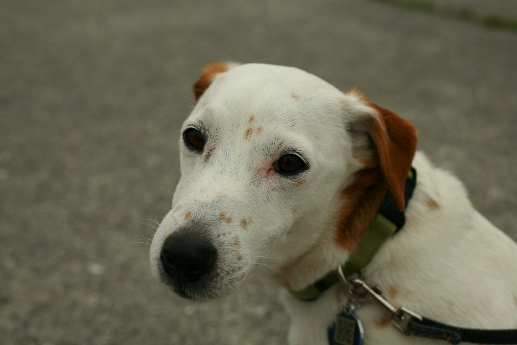 タマなしのククル