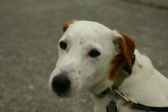 タマなしのククル