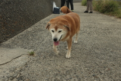 モモちゃん
