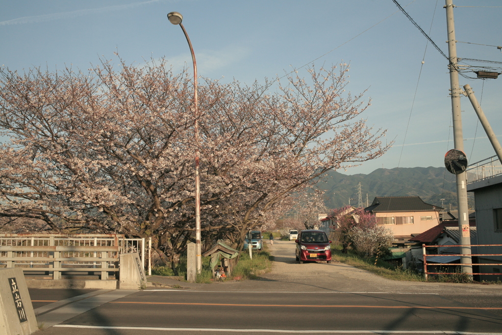 桜