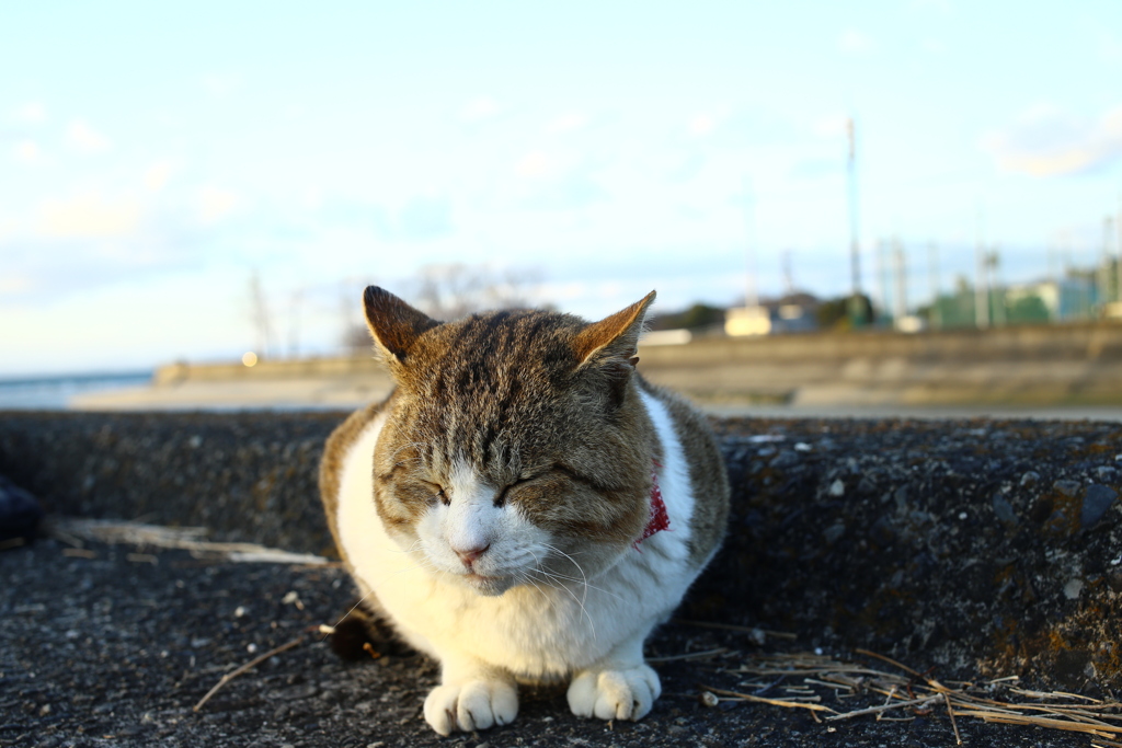 トム君は今日も元気