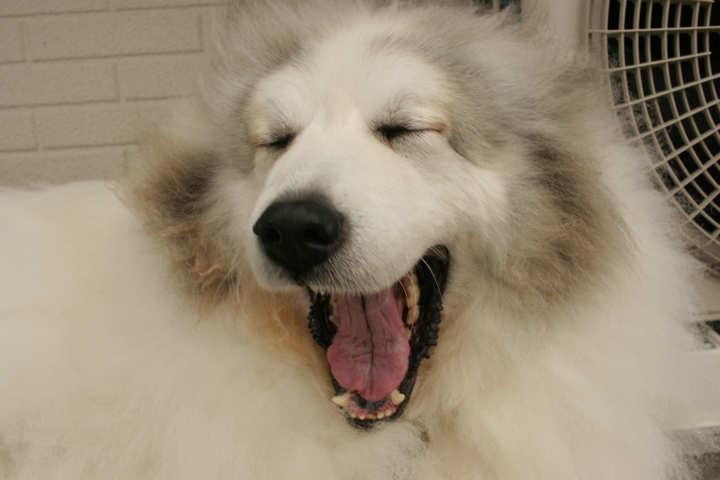 今日もかわいいココちゃま