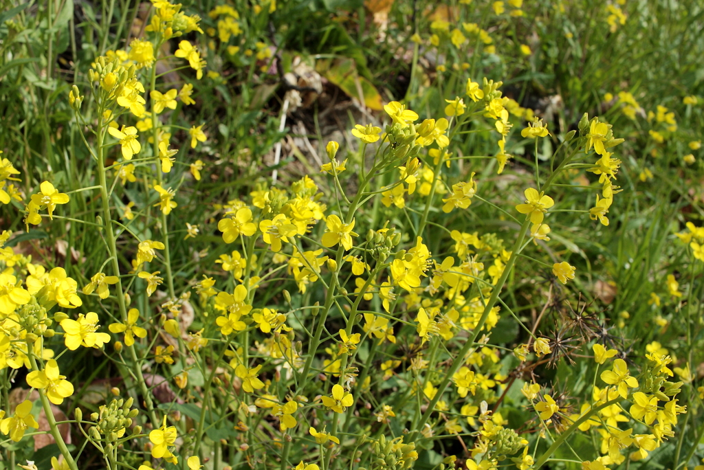 菜の花　春はもうすぐそこ