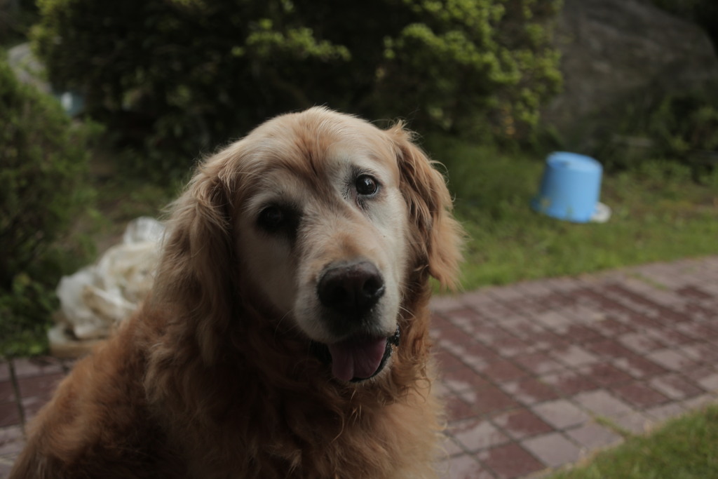 坂田さんと散歩に行ってきたみゅうちゃん