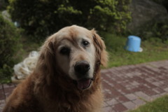 坂田さんと散歩に行ってきたみゅうちゃん