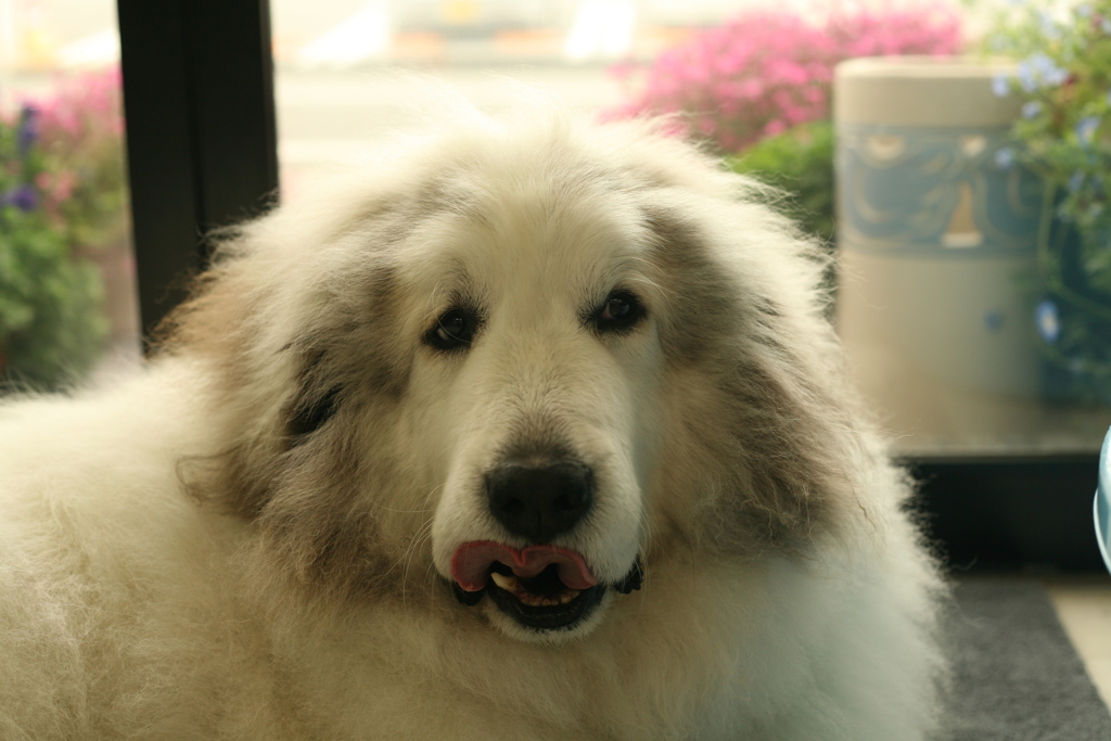 裏からとことこ出てきてくれたココさん