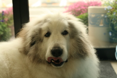 裏からとことこ出てきてくれたココさん