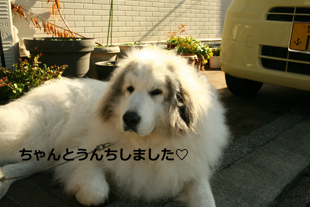 昨日のココさん