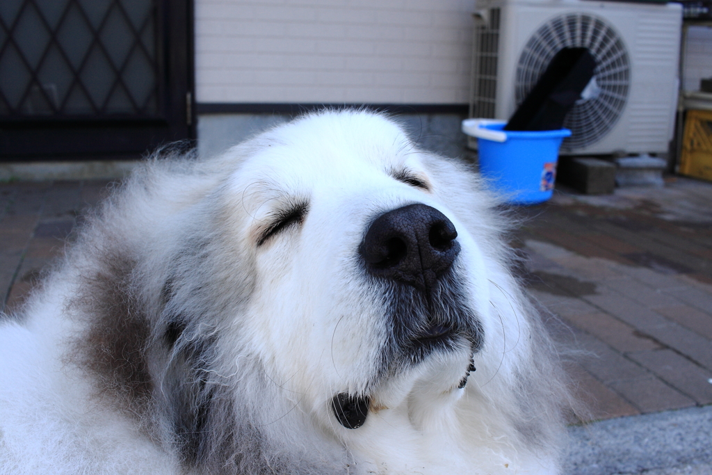 朝のココちゃん＠03-17