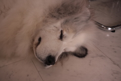 今日もお店番してるココちゃん