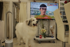 今日も元気なココさん