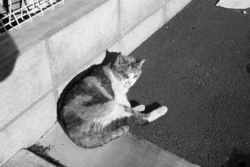 モノクロ＠2019-01-29