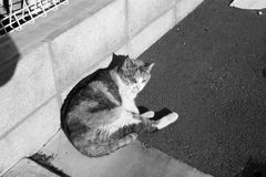 モノクロ＠2019-01-29