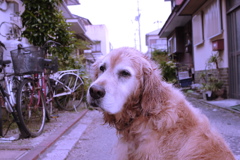 変な色のみゅうちゃん