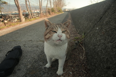 今日も元気なトム君