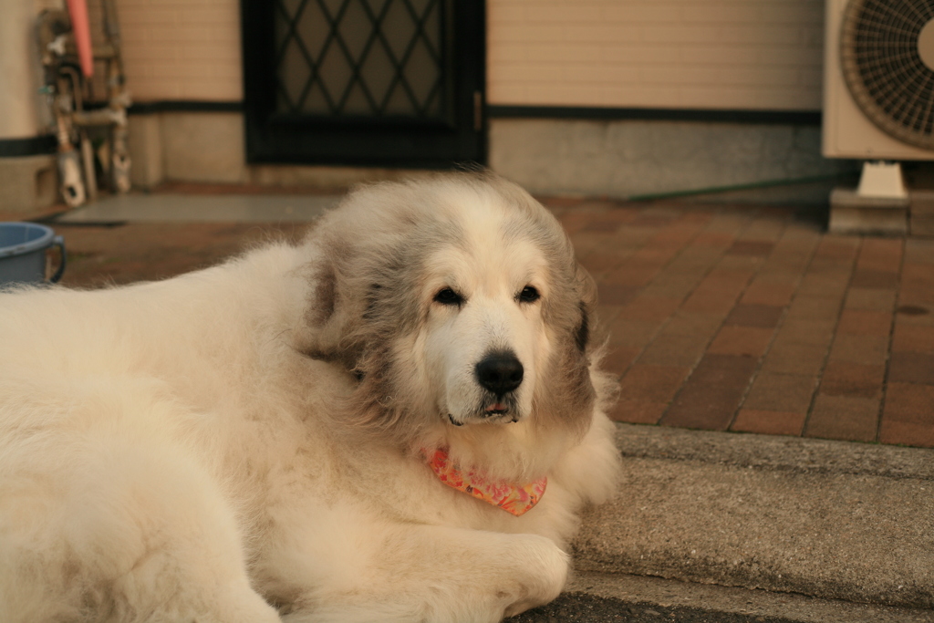 番犬してるココさん