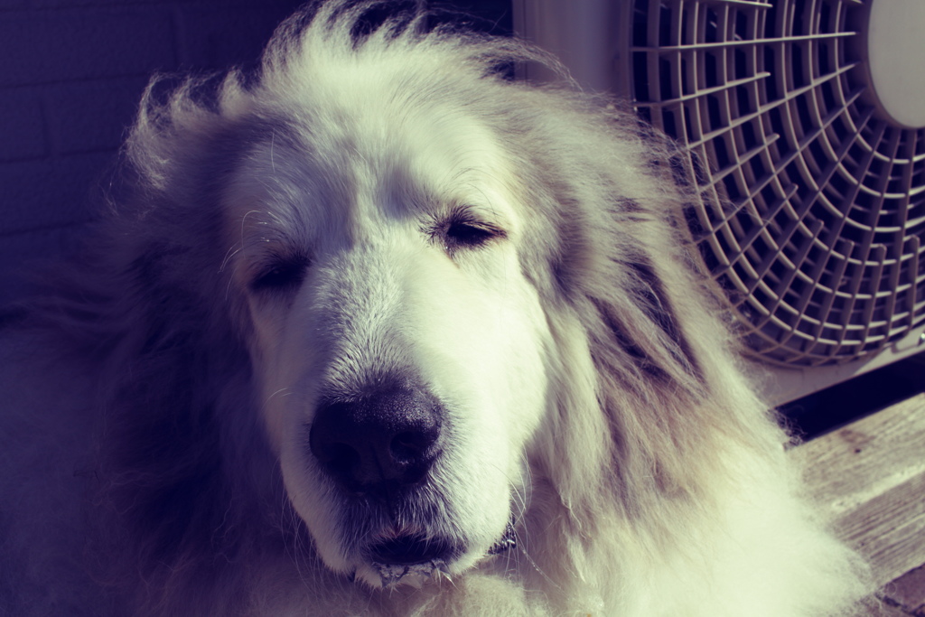 昨日のココさん　filmy