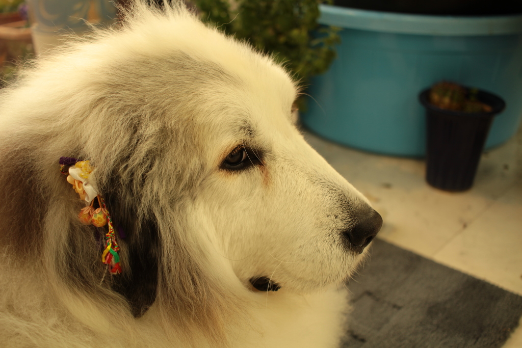 お店番してるココさん