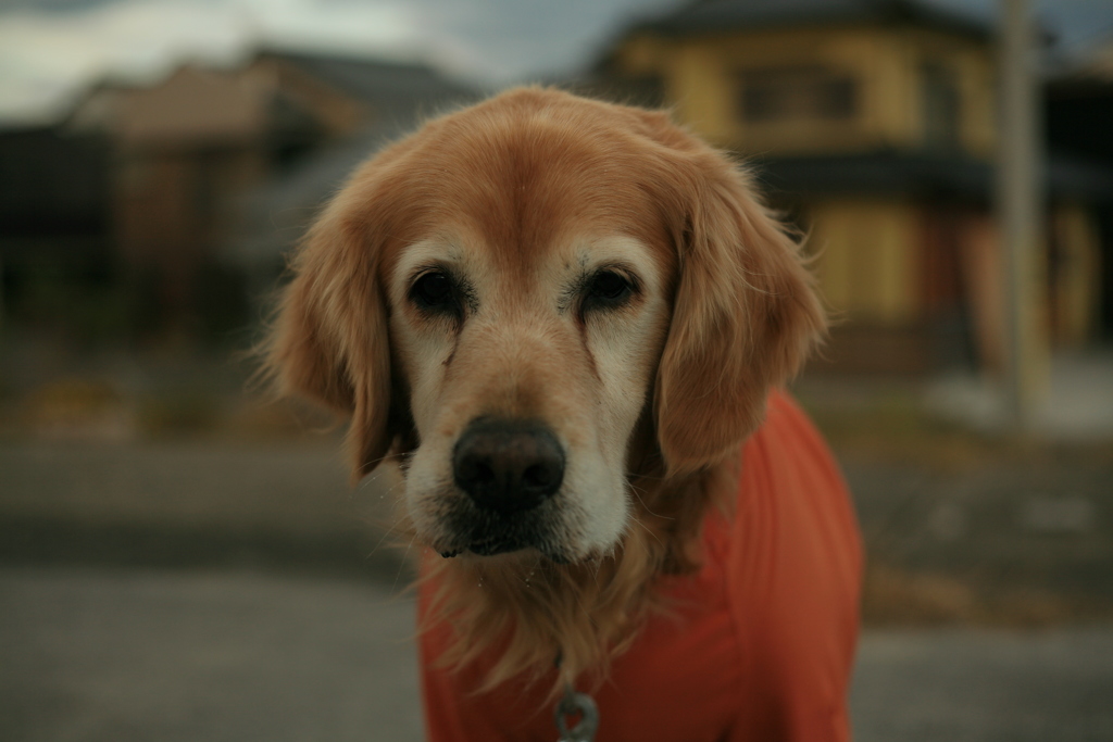 おやつクッキーが欲しいみゅうちゃん