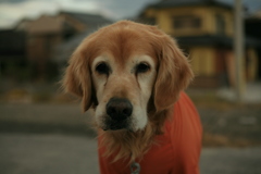 おやつクッキーが欲しいみゅうちゃん