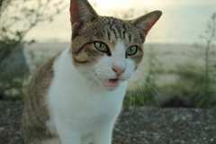 何かを訴えるトムくん