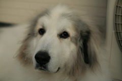 番犬してるココさん