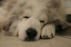 お昼寝してるココさん