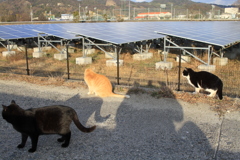 トラやんが珍しく嫌がらない