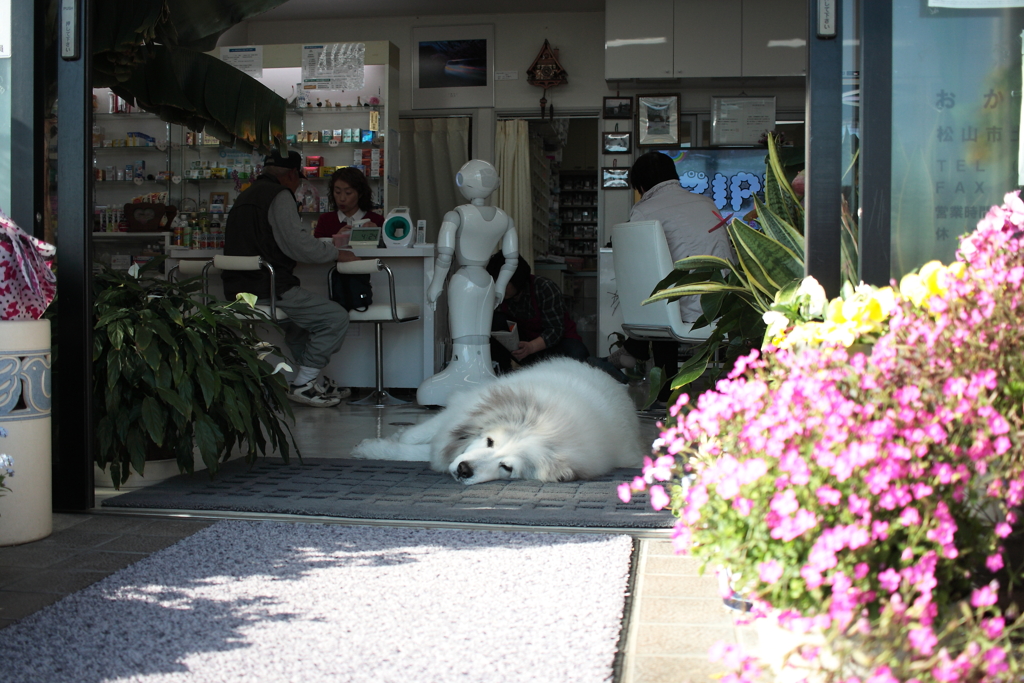 ココちゃんがお店番中
