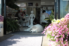 ココちゃんがお店番中