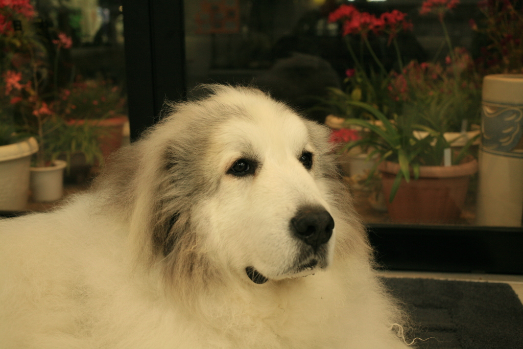 今日も元気なココ様