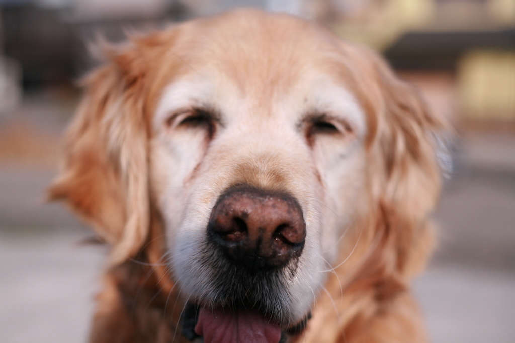 クッキーが欲しいみゅうちゃん