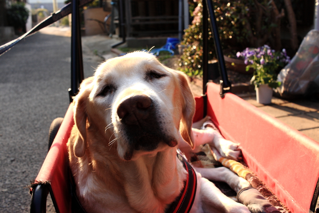 プリンプリンちゃん