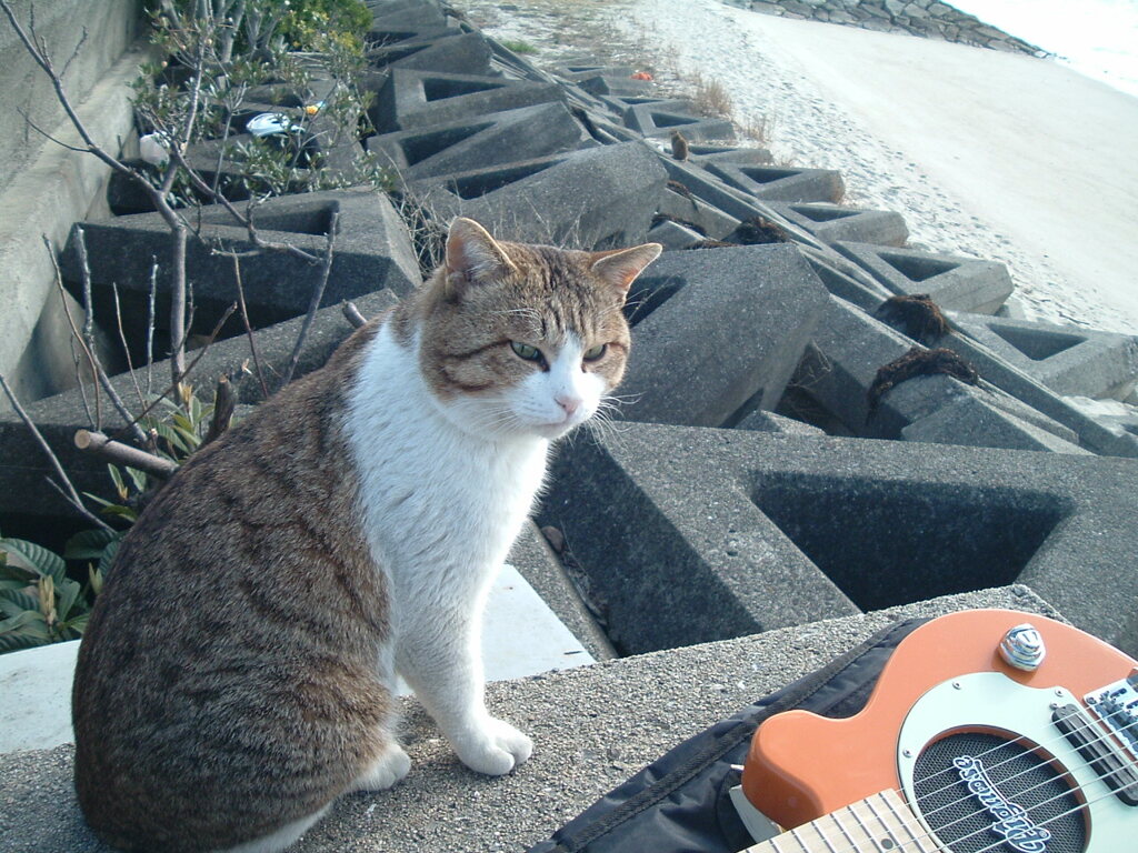 エレキのリズムに誘われて出てきたトム君