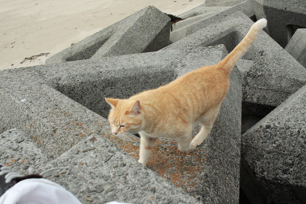 トラやんがやってくる