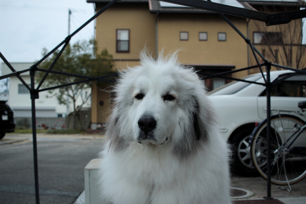 朝のココちゃん