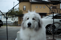 朝のココちゃん