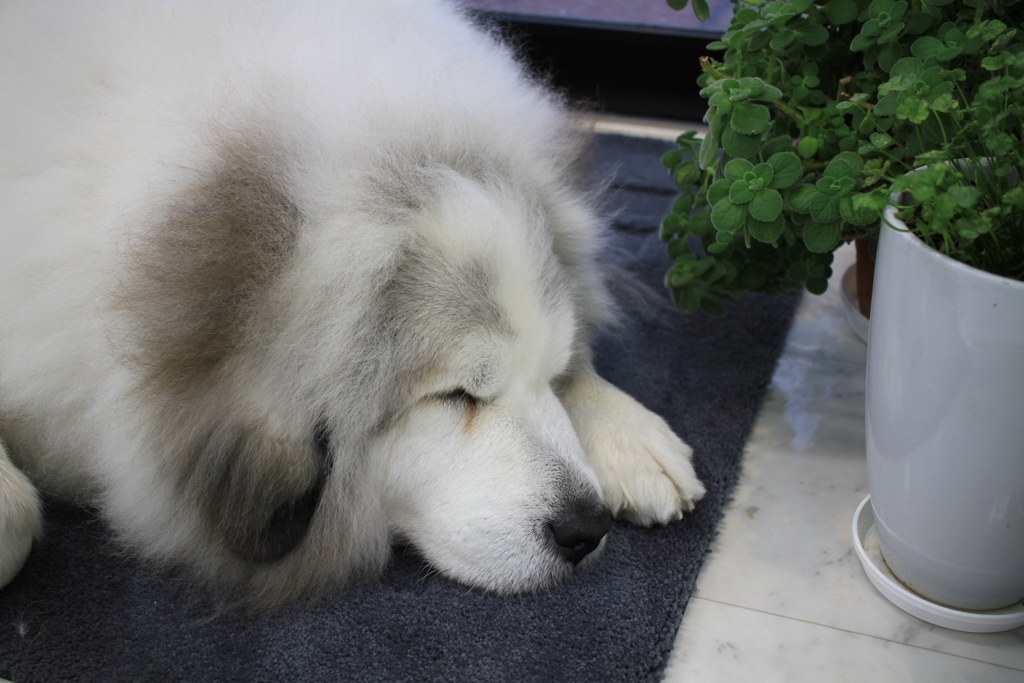 ココちゃん＠2018-03-05