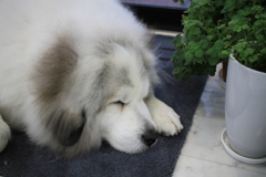 ココちゃん＠2018-03-05