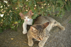 マーちゃん親子